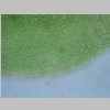 Vaginula Perichaetial Leaf 40er 01.jpg